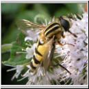 Helophilus trivittatus - Grosse Sumpfschwebfliege 08.jpg